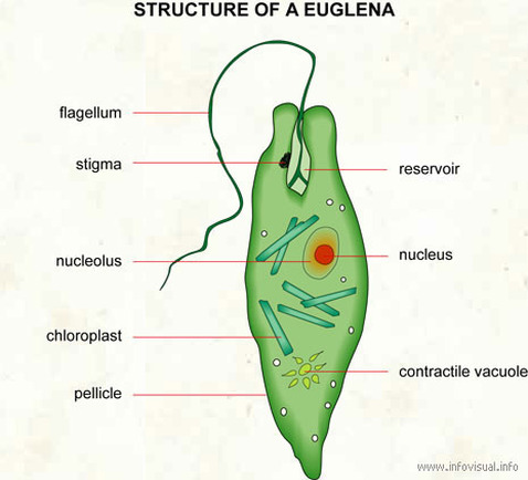 Euglena Classification Chart